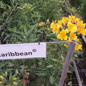 Alstroemeria caribbean flower