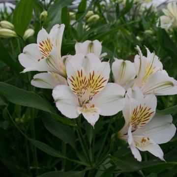 Alstroemeria Akemi flower