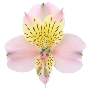 Pink Alstroemeria Alice