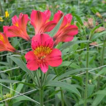 Alstroemeria Amposta flower