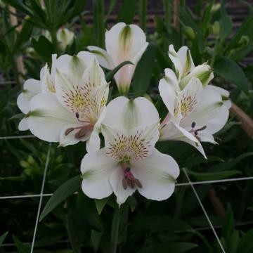Alstroemeria bianca flowers