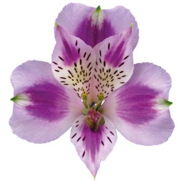 Purple Alstroemeria Bohemian
