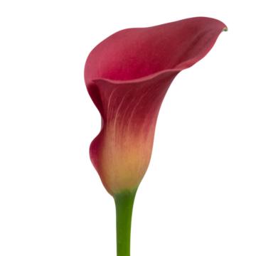 Könst Calla Bordeaux Art Pink Red Calla Flower