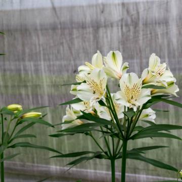 Alstroemeria Bounty flower