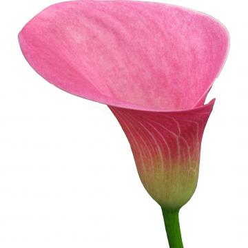 Könst Candy Art Zantedeschia Calla Color Pink 