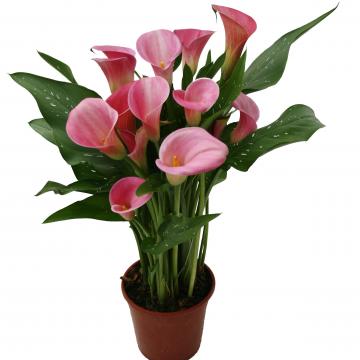 Könst Candy Art Zantedeschia Calla Color Pink Pot