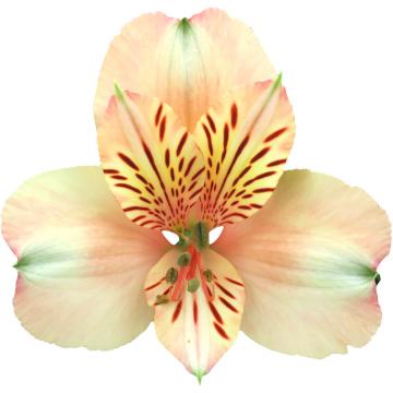 Alstroemeria Canyon flower