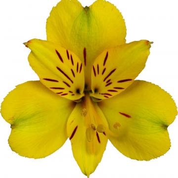 Alstroemeria Könst Caribbean konaribean Yellow Flower