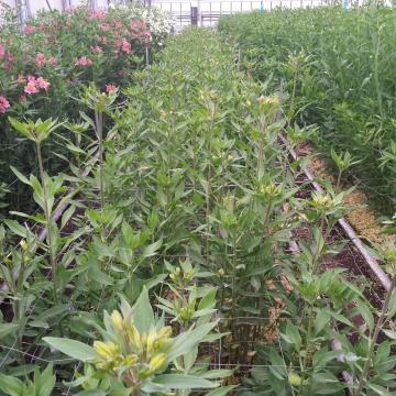 Alstroemeria caribbean flower