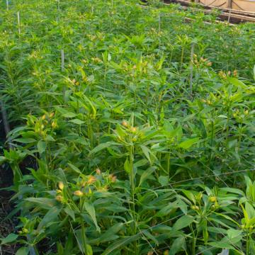 Alstroemeria champagne flower