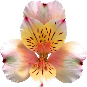 Alstroemeria champagne flower