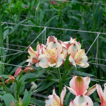 Alstroemeria champagne flower