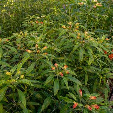 Alstroemeria Cinnamon flower