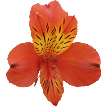 Alstroemeria Cinnamon flower