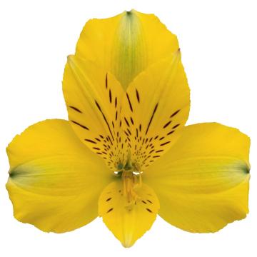 Alstroemeria Copacabana flower