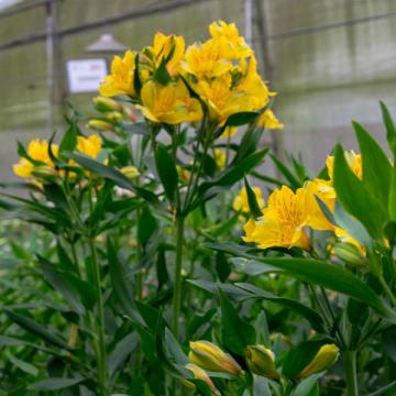 Alstroemeria Copacabana flower