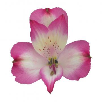 Alstroemeria disco flower