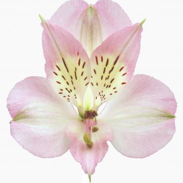 Alstroemeria Dubai flowers