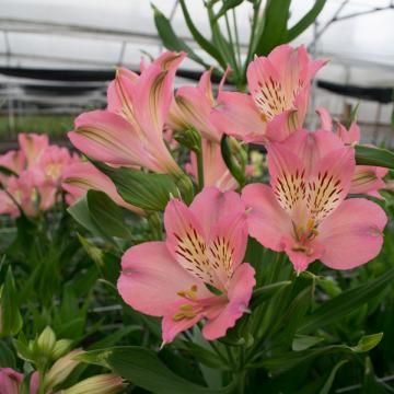 Alstroemeria Dubai flowers