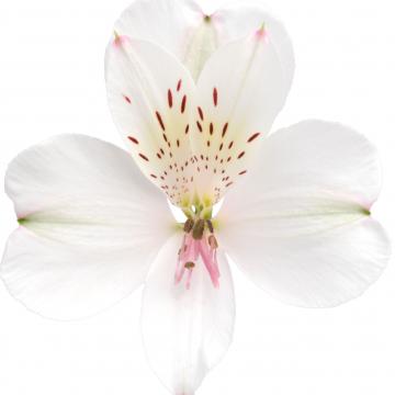Alstroemeria Eskimo Flower