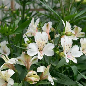 Alstroemeria Eskimo Flower