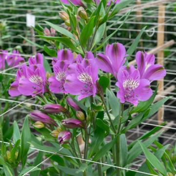 Alstroemeria galaxy flowers