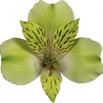 Alstroemeria Greenday flower