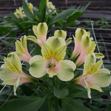 Alstroemeria Greenday flower