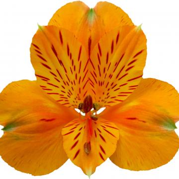 Alstroemeria Gypsy flower