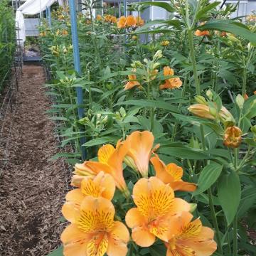 Alstroemeria Gypsy flower