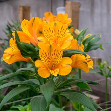 Alstroemeria Gypsy flower