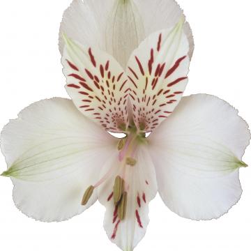 Alstroemeria Himalaya flowers