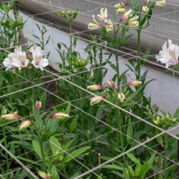 Alstroemeria Himalaya flowers