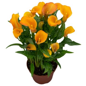 Calla Könst Holland Art Orange Zantedeschia