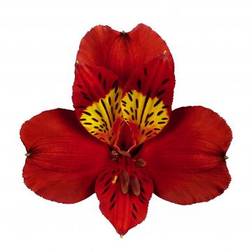 Alstroemeria Hot pepper flower