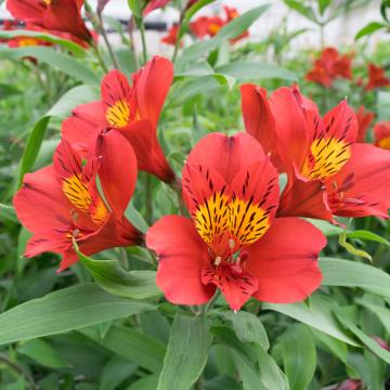 Alstroemeria Hot pepper flower