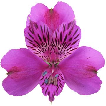 Purple Alstroemeria Hudson