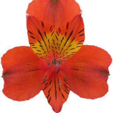 Alstroemeria Icarus flower