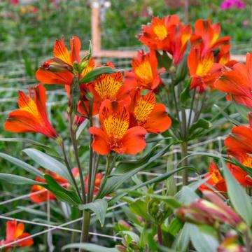 Alstroemeria Icarus flower