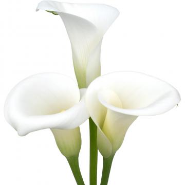 Könst Calla Ivory Art White Zantedeschia Pot