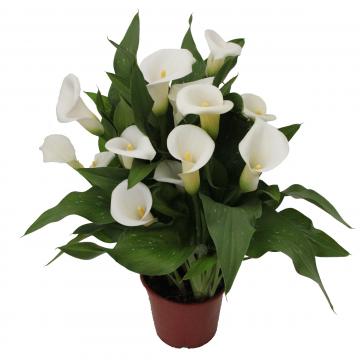 Könst Calla Ivory Art White Zantedeschia Pot