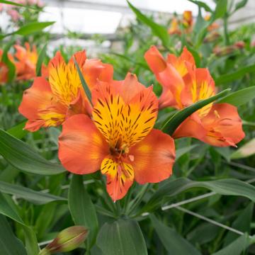 Alstroemeria jaffa flowers