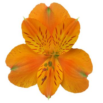 Orange Alstroemeria Julia