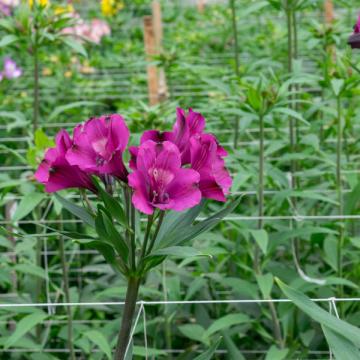 Alstroemeria la bonita flower