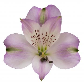 Alstroemeria Louisiana flower