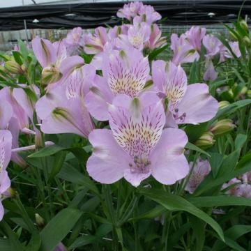 Alstroemeria Louisiana flower