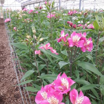 Alstroemeria Marilyn flower