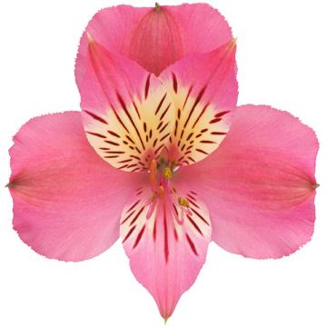 Alstroemeria Marilyn flower