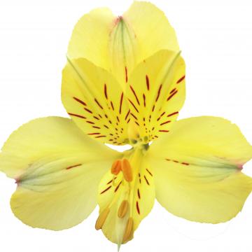 Alstroemeria Mellow Yellow flowers