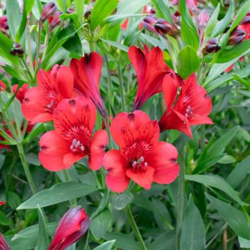 Alstroemeria Merlot flowers